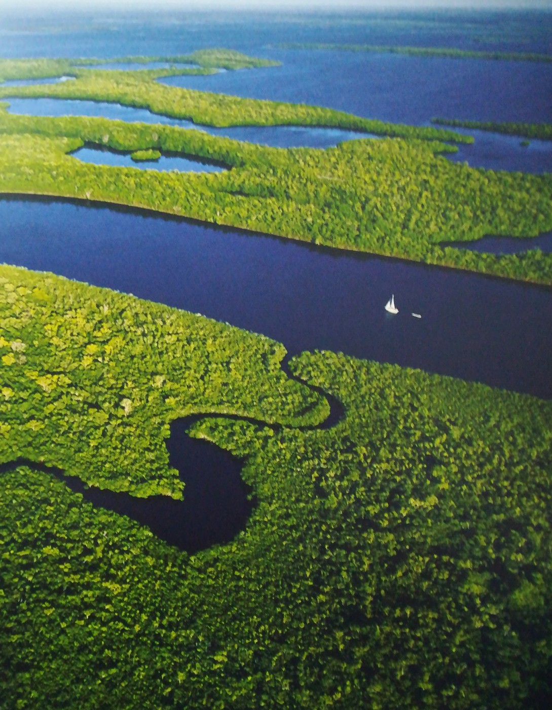 Mangrovie nel parco nazionale delle Everglades, Florida