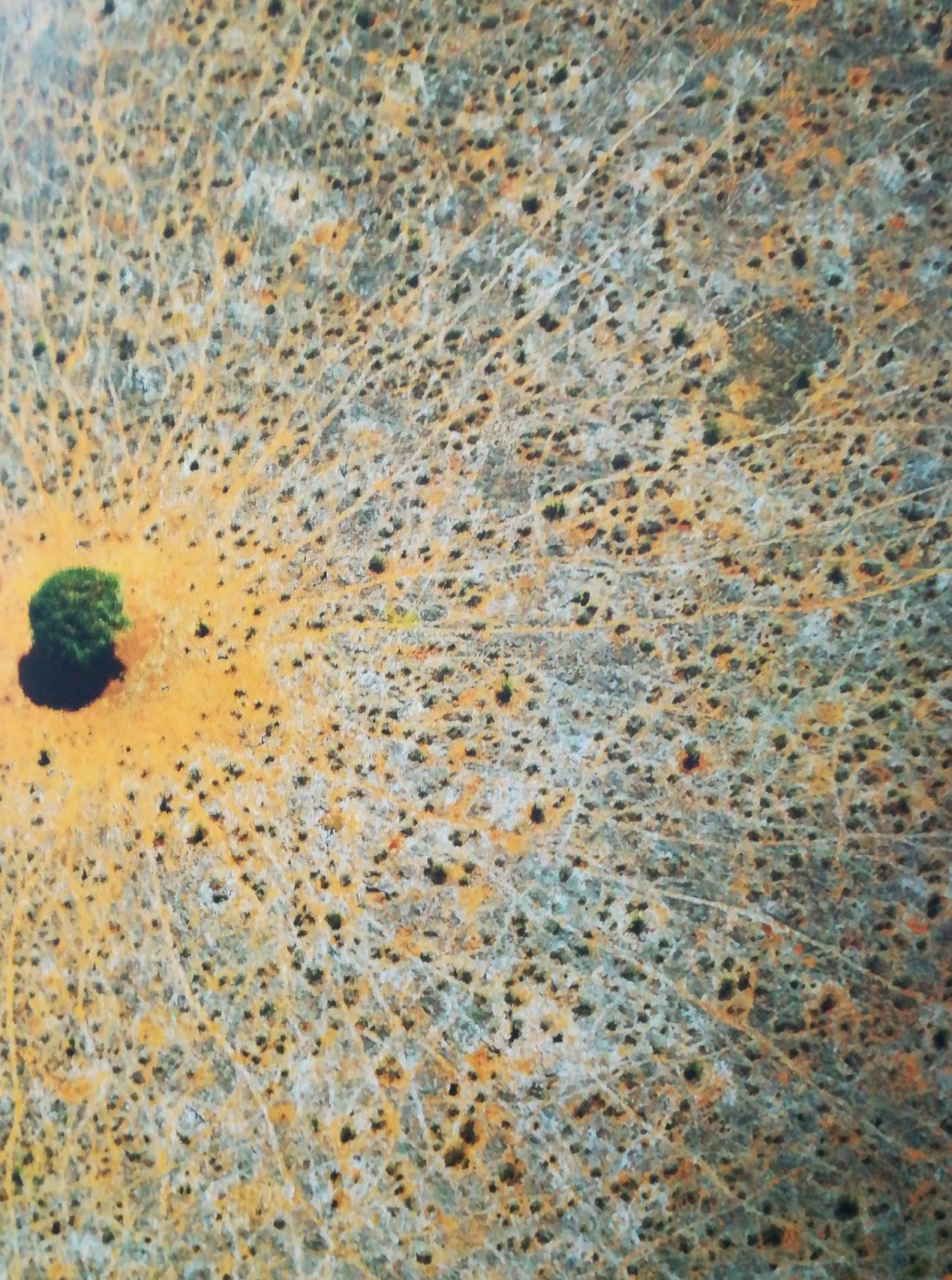 L’albero della vita, Parco Nazionale di Tsavo est, Kenya 