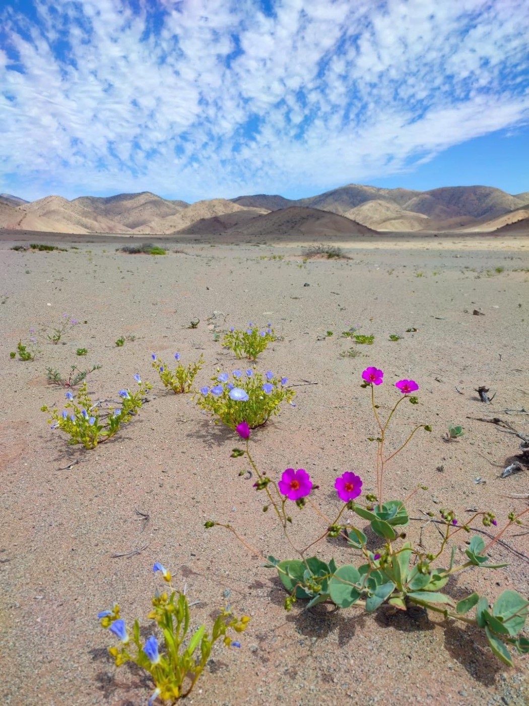 Anche nel deserto sbocciano i fiori