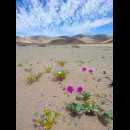 Anche nel deserto sbocciano i fiori