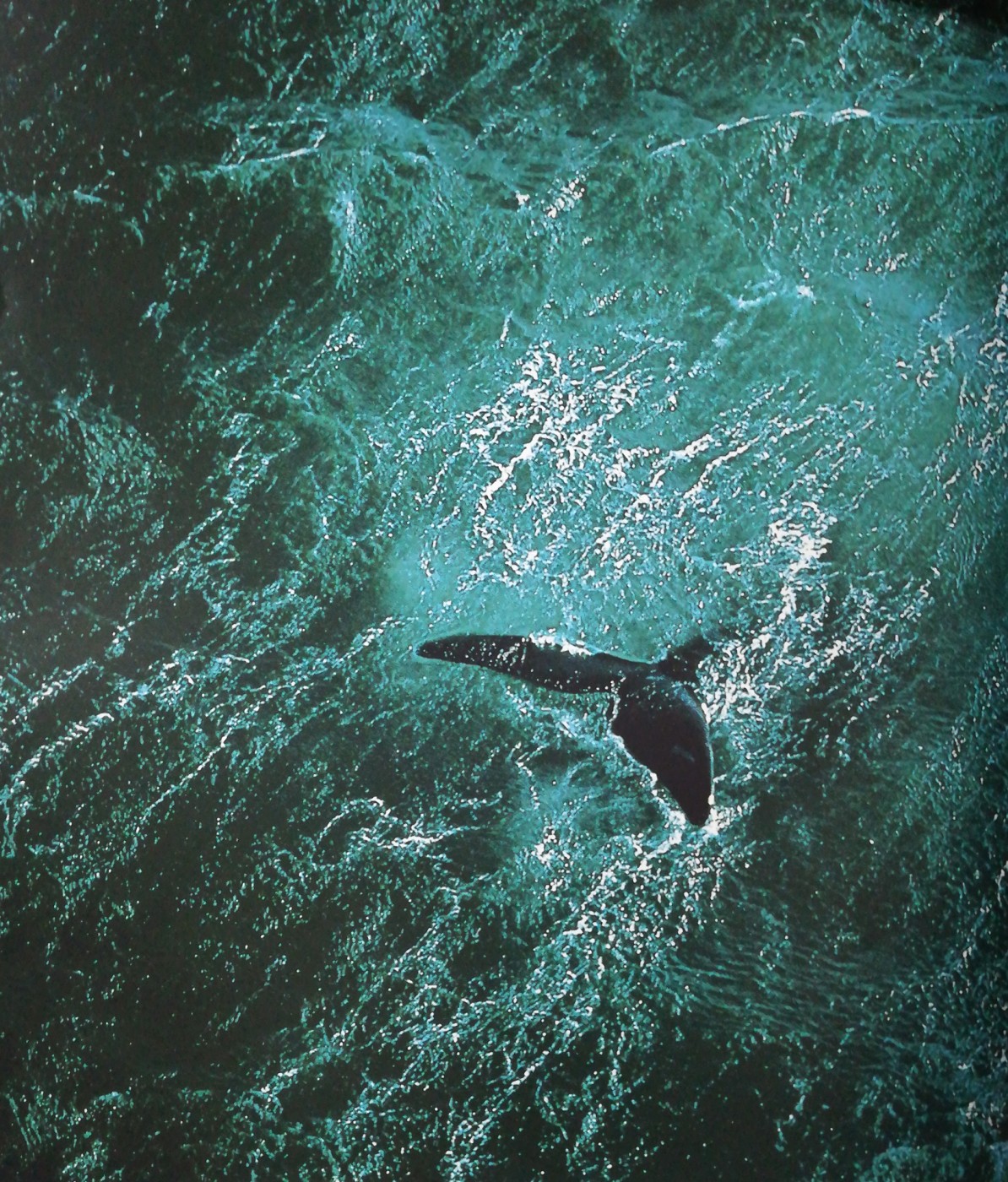 Feeding on phytoplankton, the blue whale captures 33 tons of CO2 per year for itself alone