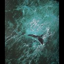 nutrendosi di fitoplancton, la balenottera azzurra, accaparra solo per sé 33 tonnellate di CO2 all’anno