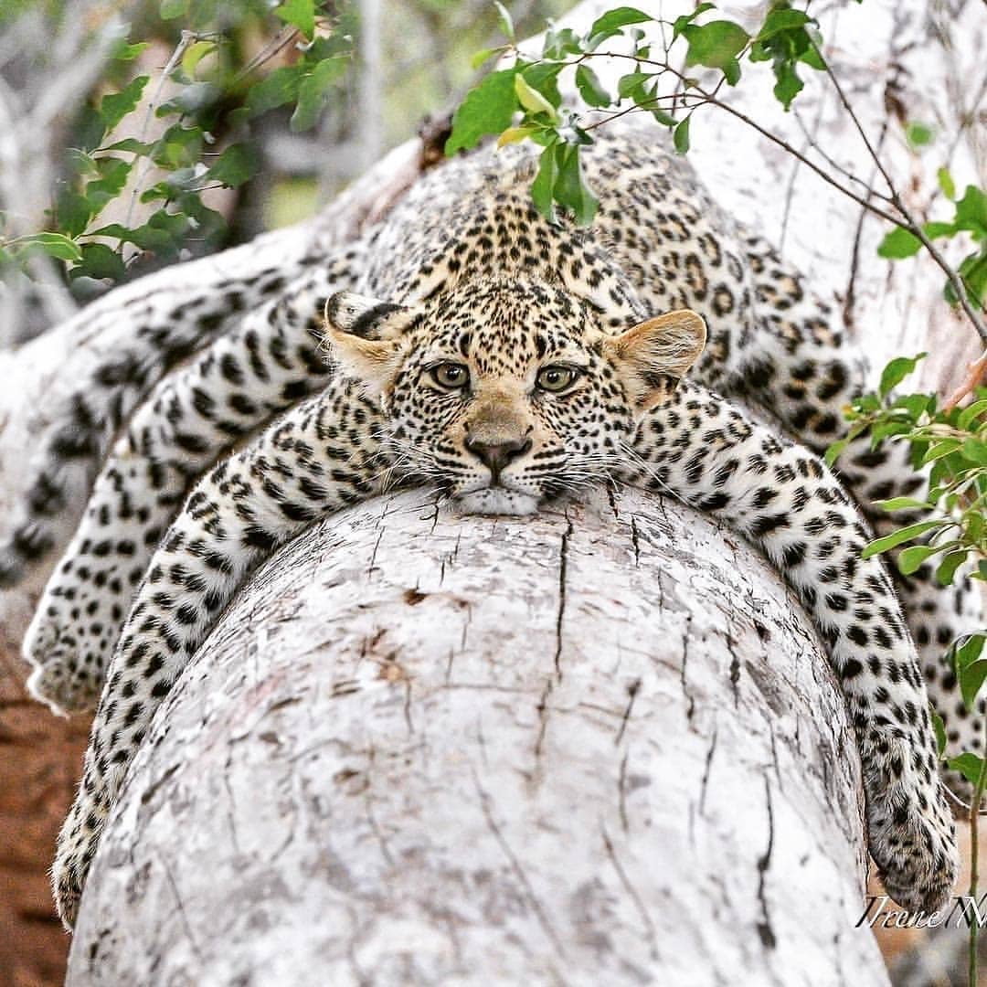 Un piccolo leopardo si riposa sul tronco di un albero