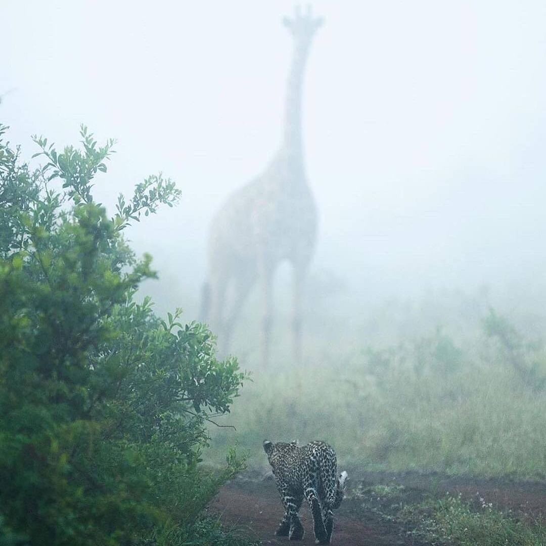 Un leopardo si aggira furtivo nella nebbia