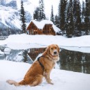 oggi tocca spalare la neve dal tetto