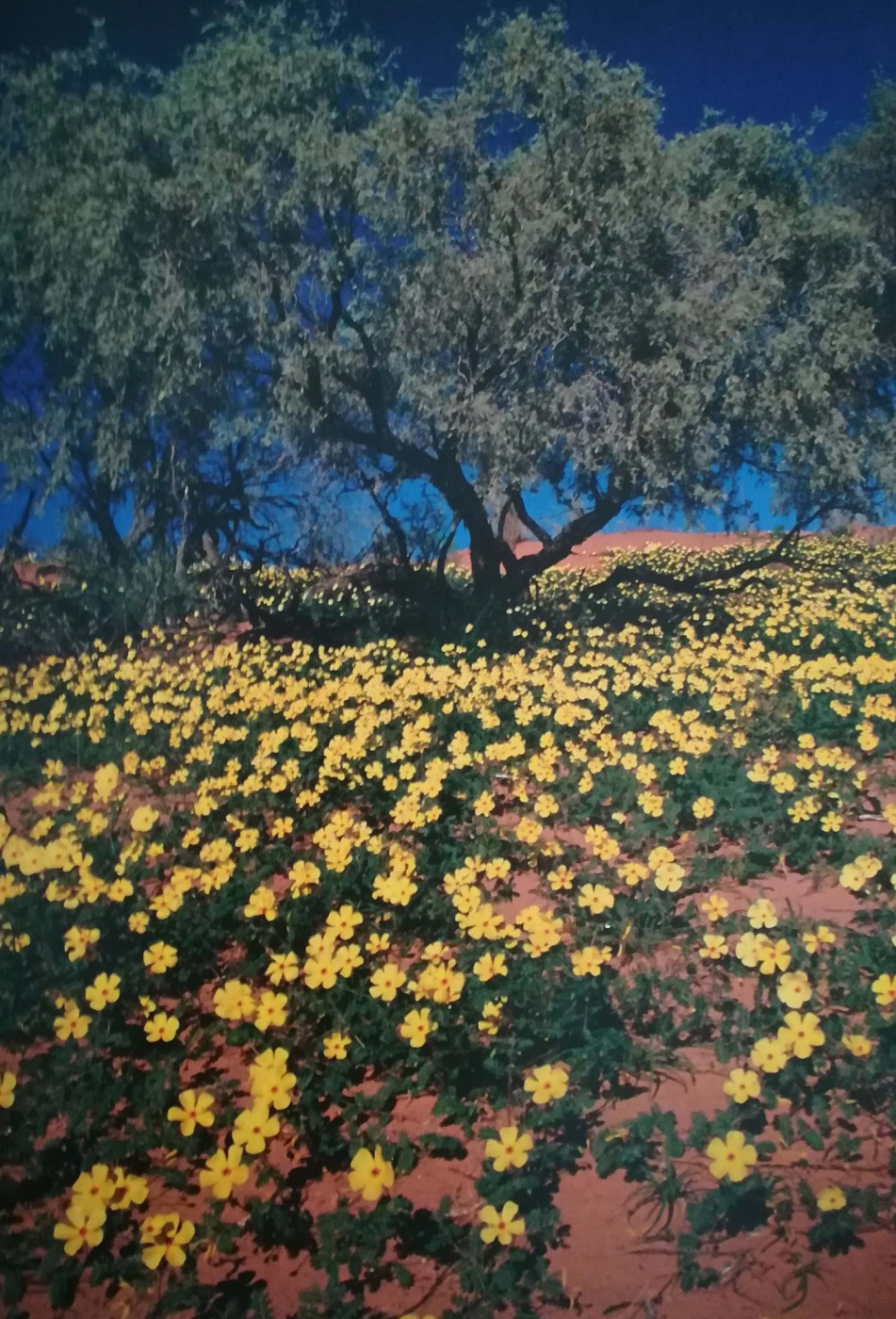 Gialli fiori selvatici sbocciano nel deserto del Kalahari 