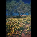 Gialli fiori selvatici sbocciano nel deserto del Kalahari 