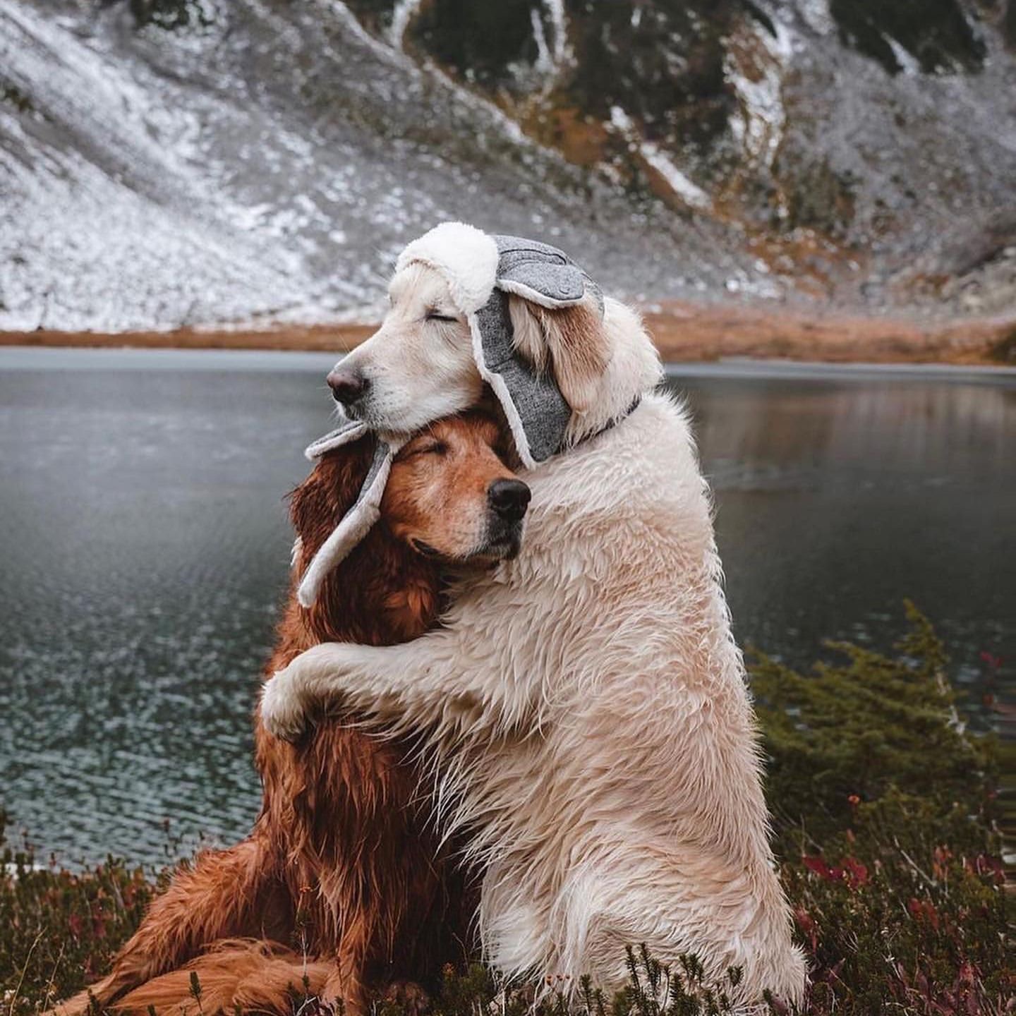 L’amore che gli animali sanno insegnarci