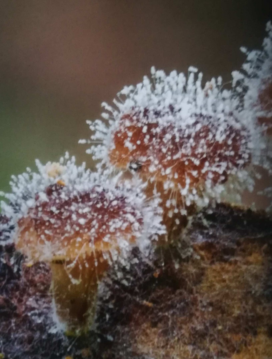 Fungo parassita sui corpi fruttiferi di altri funghi al Chocolatal, in Bolivia