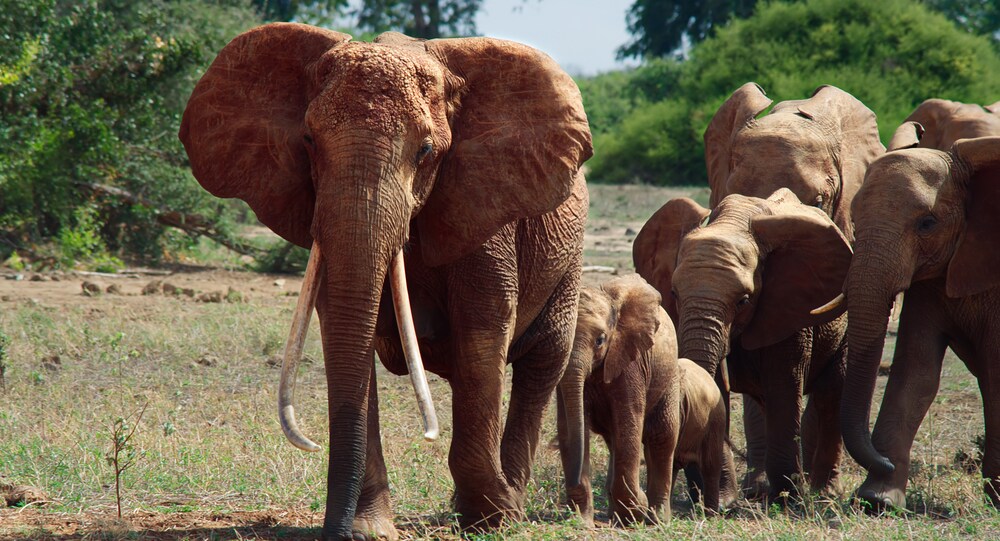gli elefanti in marcia alla ricerca di acqua e cibo