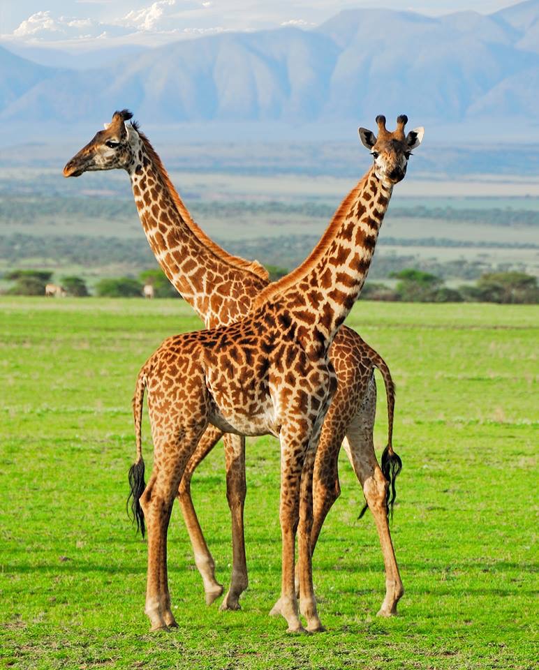 Le giraffe dormono in media due ore al giorno