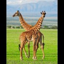 Le giraffe dormono in media due ore al giorno