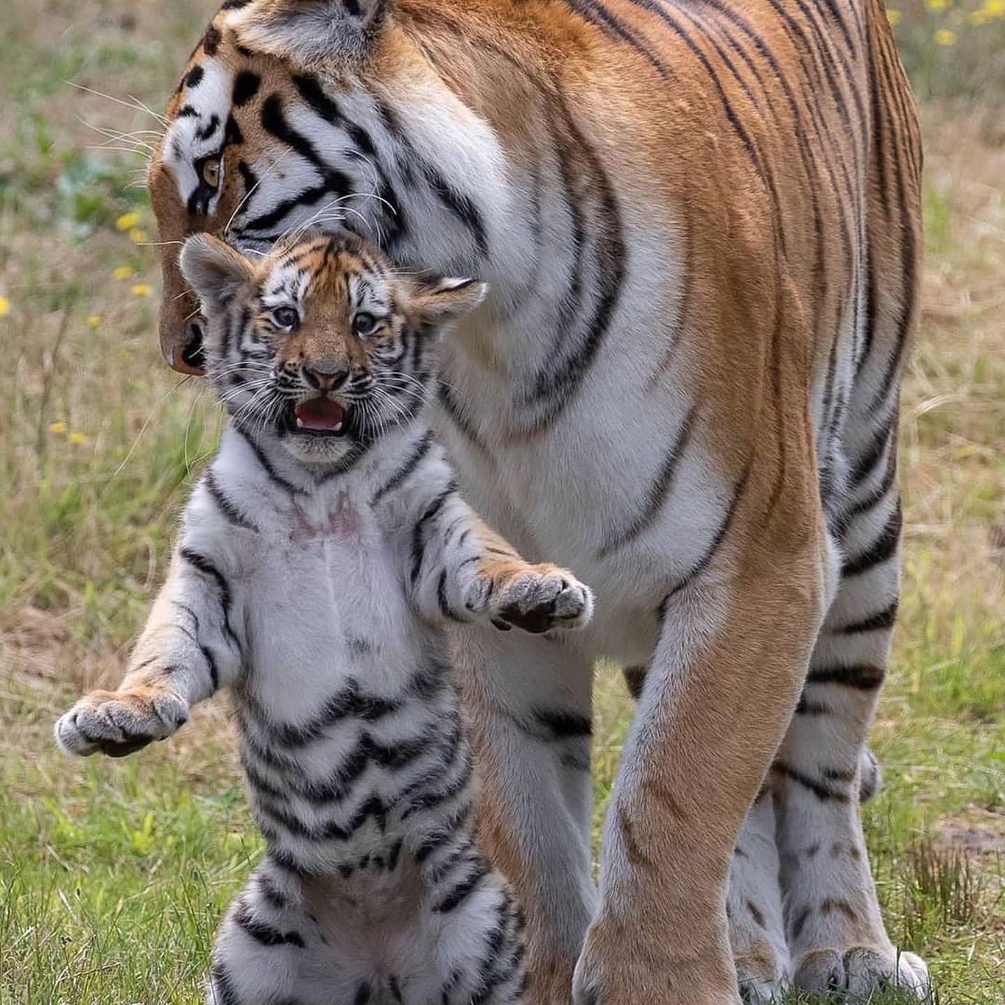 Tigre prende per la collottola il suo cucciolo