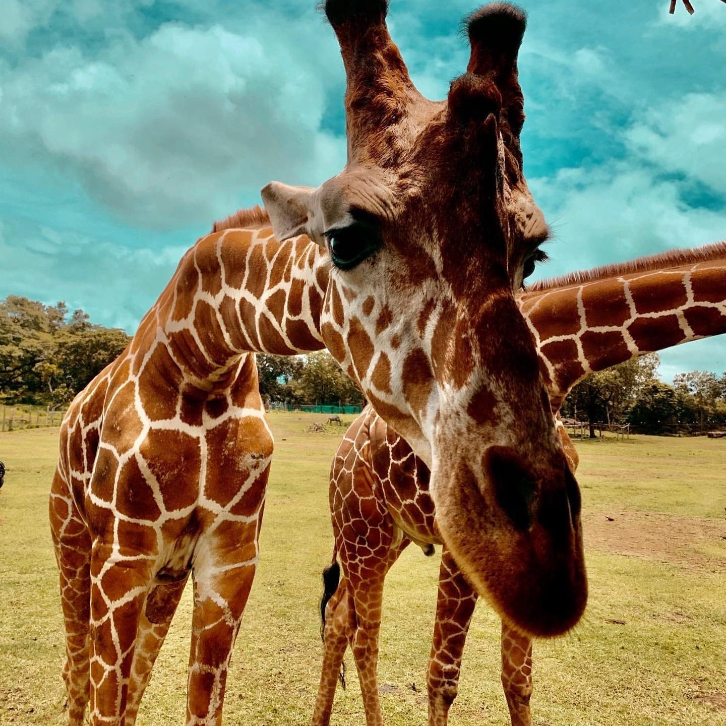 La giraffa incuriosita dalla telecamera nascosta