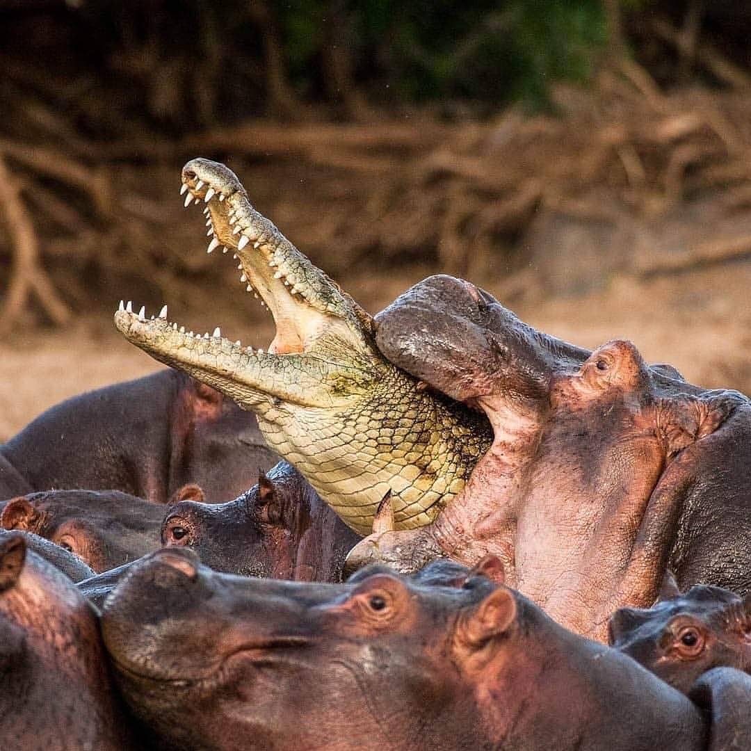 Ippopotamo morde coccodrillo con le sue grosse fauci