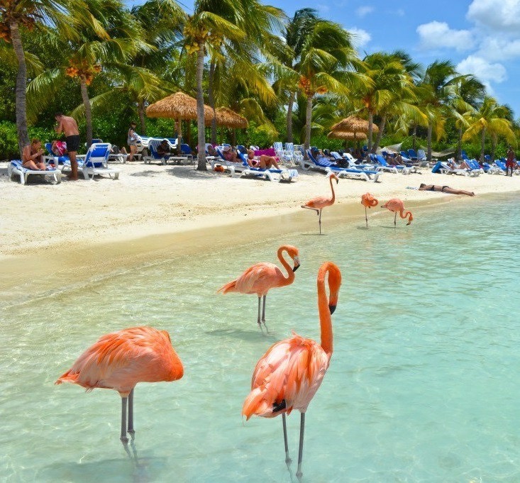 fenicotteri rosa in spiaggia insieme ai bagnanti