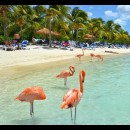 fenicotteri rosa in spiaggia insieme ai bagnanti
