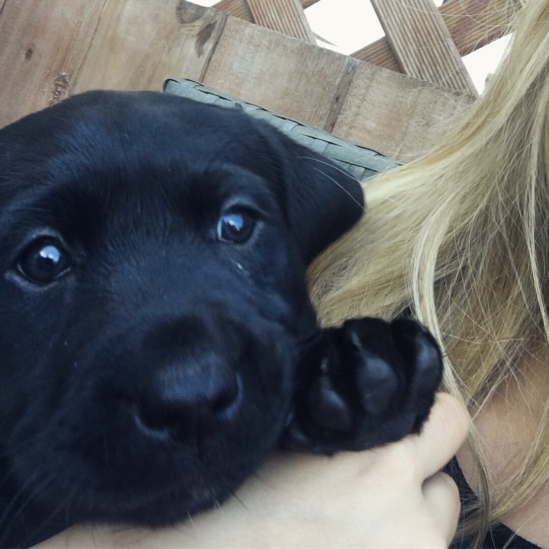 Cani, lo sguardo che conquista - N.° 14