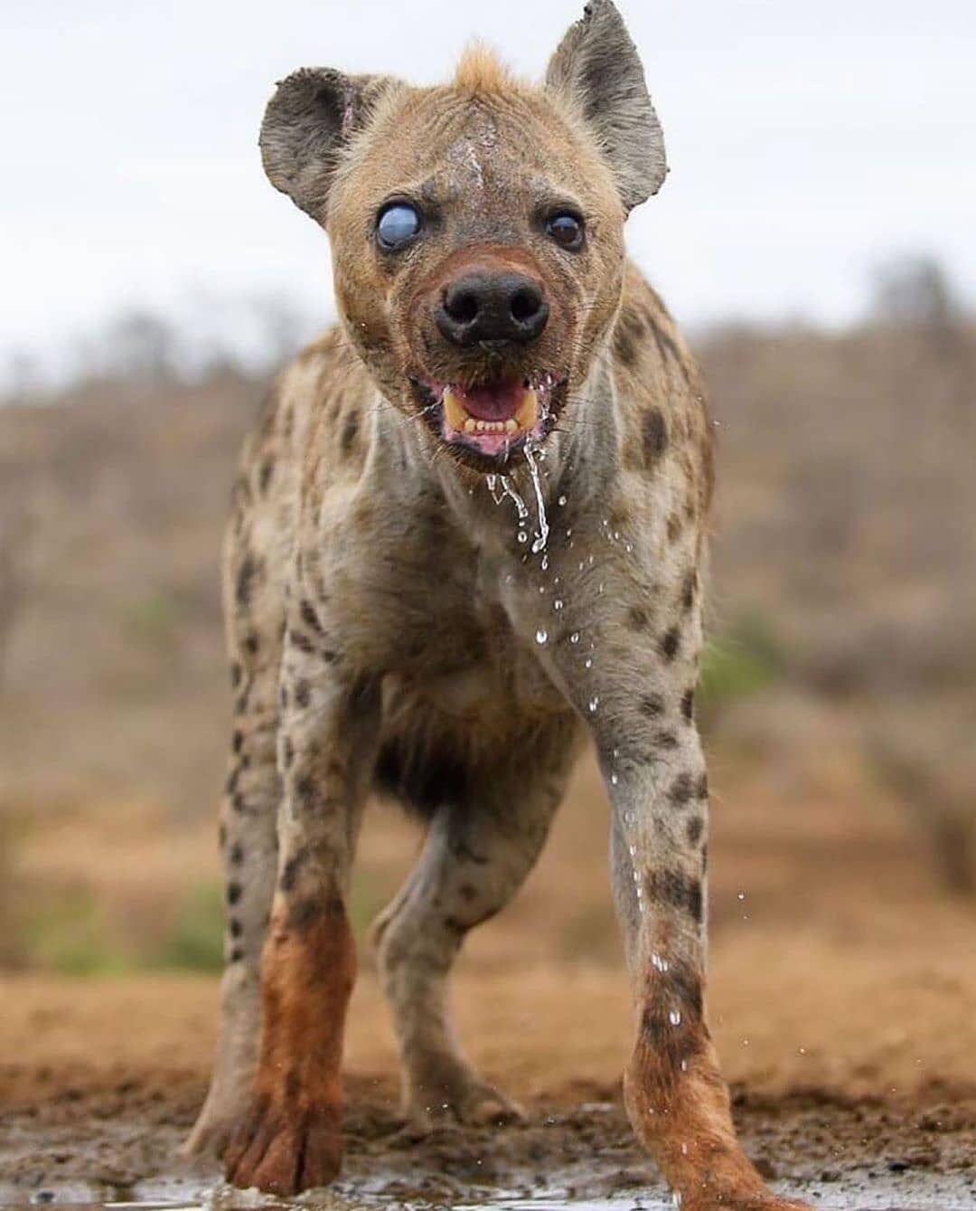 una iena senza un occhio, probabile ferita di caccia