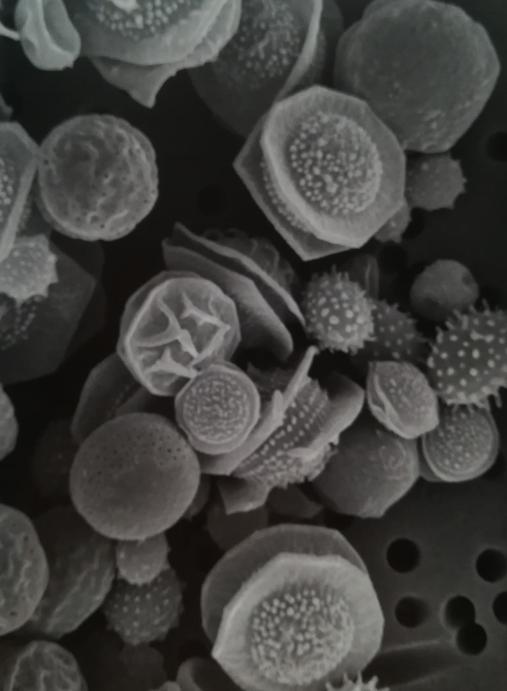 Trame decorative sulle spore di varie specie di Talaromyces e Aspergillus