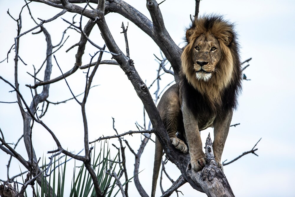 un leone in piedi sui rami secchi di un albero