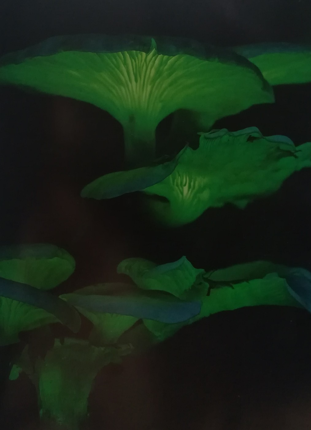 Un fungo bioluminescente, Omphalotus nidiformis 