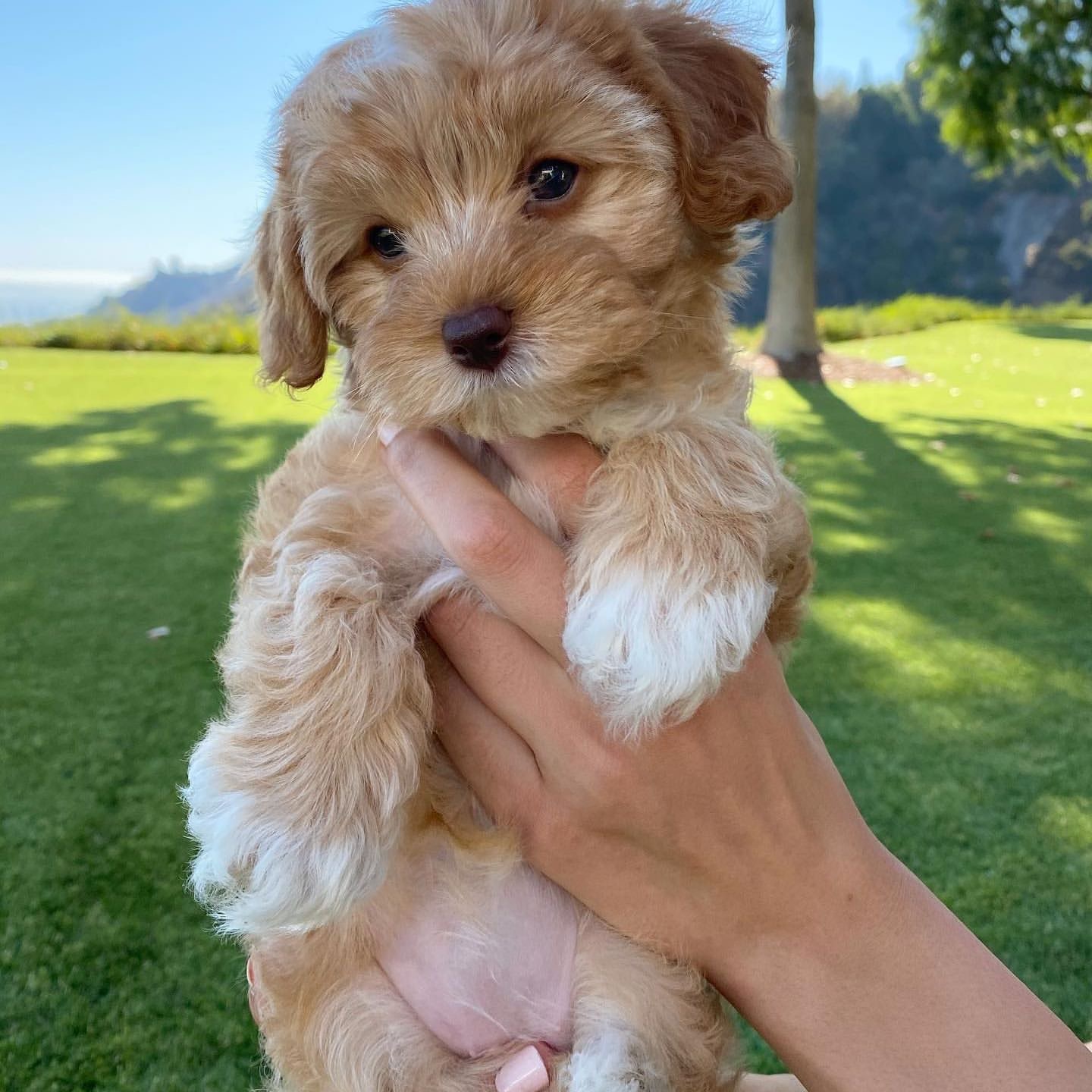 cucciolo cosi tenero e adorabile, fa tenerezza