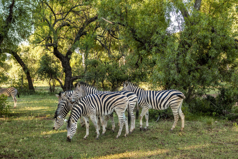 un gruppo di zebre brucano rilassate l’erba