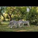 il mistero delle strisce delle zebre. Gli zoologi rispondono
