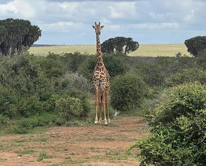 una giraffa in Kenya guarda incuriosita i turisti che la riprendono