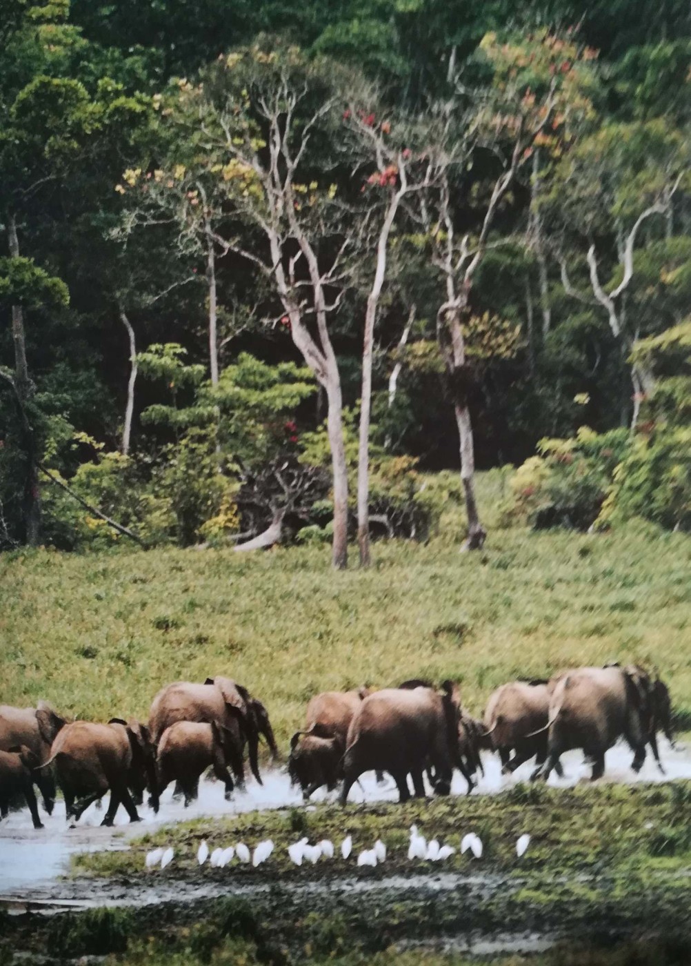 Il bacino del Congo: la seconda concentrazione di foresta pluviale più grande del mondo