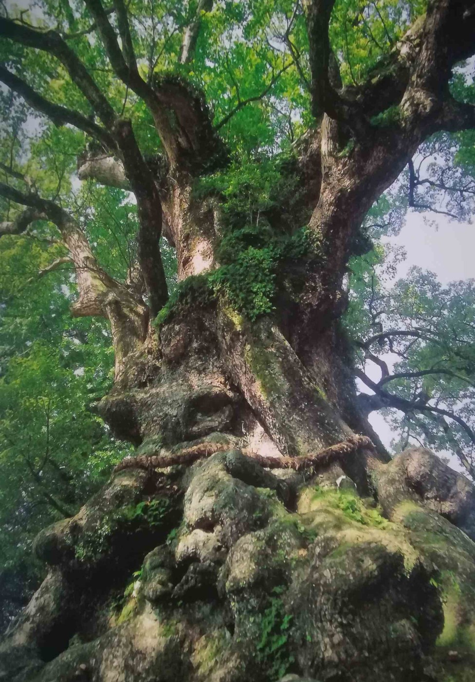 Il tronco nodoso di un gigantesco albero della canfora di Yakushima