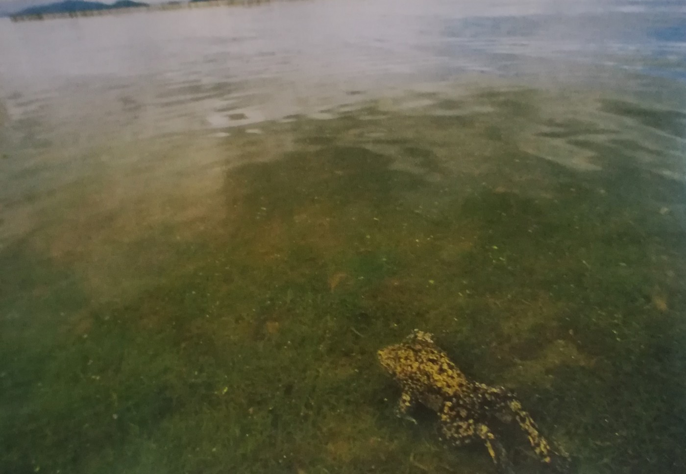 La specie endemica di rana nel Titicaca