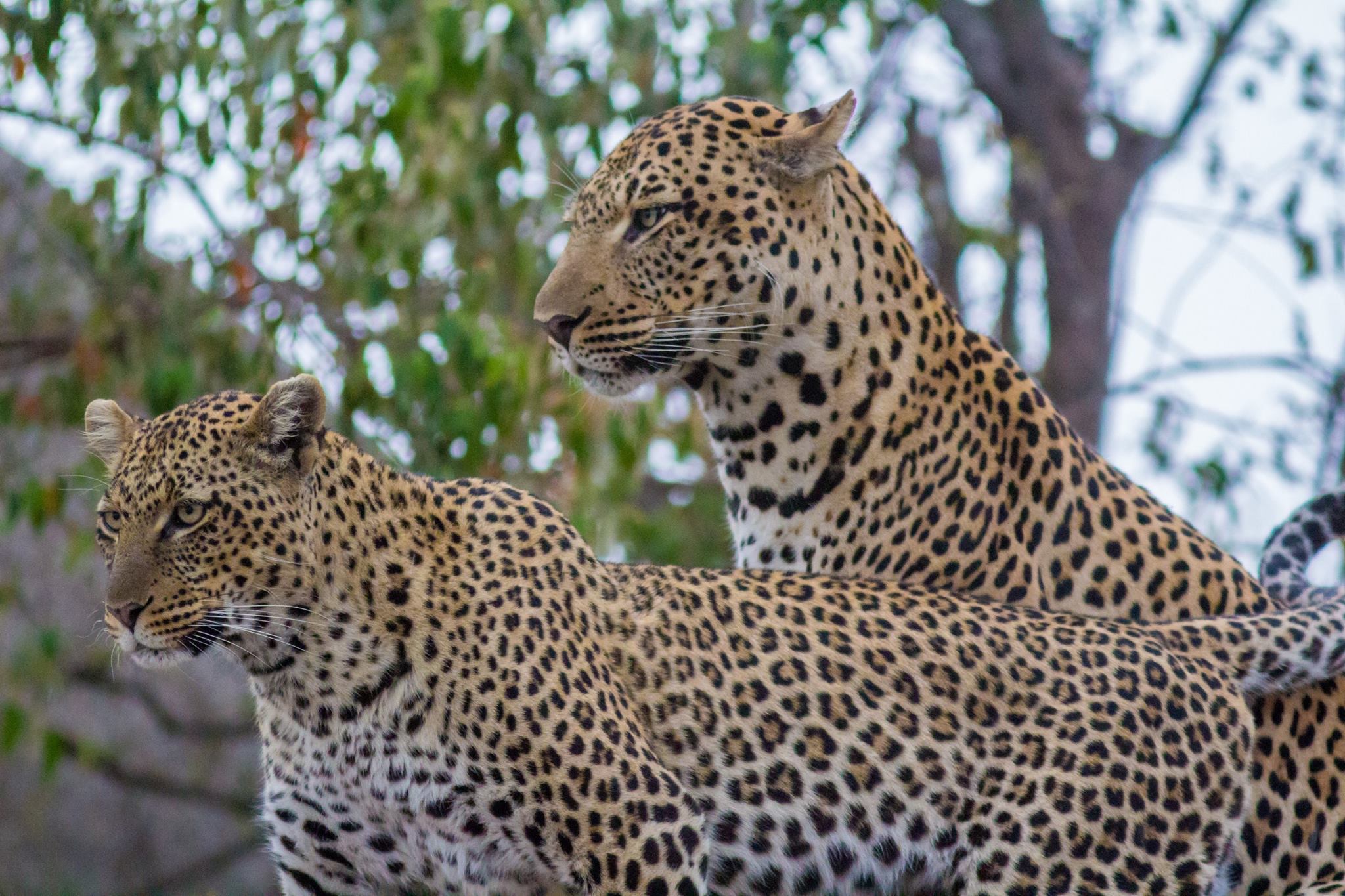 coppia di leopardi a caccia di possibili prede
