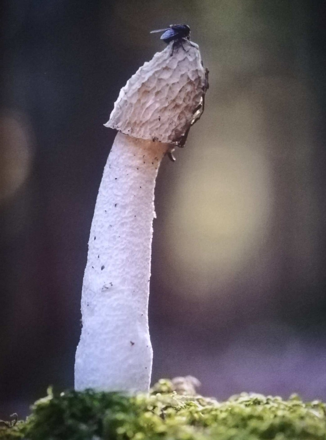 Il fungo Phallus impudicus o corno puzzolente, che disgustò la figlia di Darwin