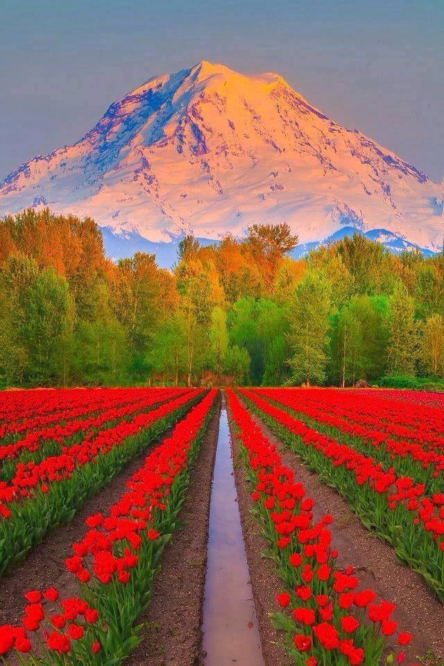 il rosso del campo di tulipani ai piedi della montagna