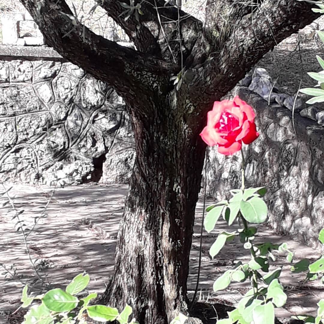 il contrasto e come risalta il colore del fiore è incredibile