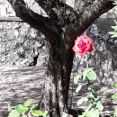 il contrasto e come risalta il colore del fiore è incredibile