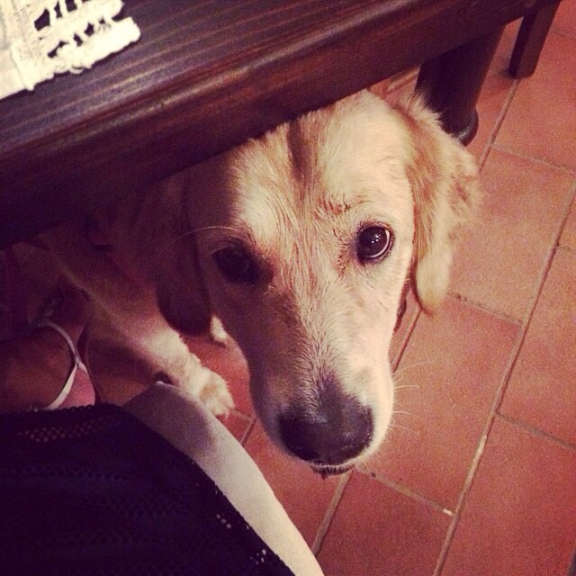 non avere paura ... un cane spunta timidamente da sotto il tavolo