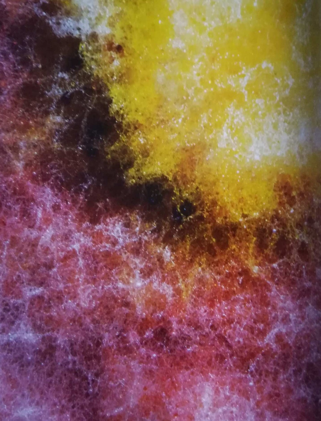 Micologia o astronomia? Potrebbe sembrare un immagine catturata dal telescopio spaziale James Webb