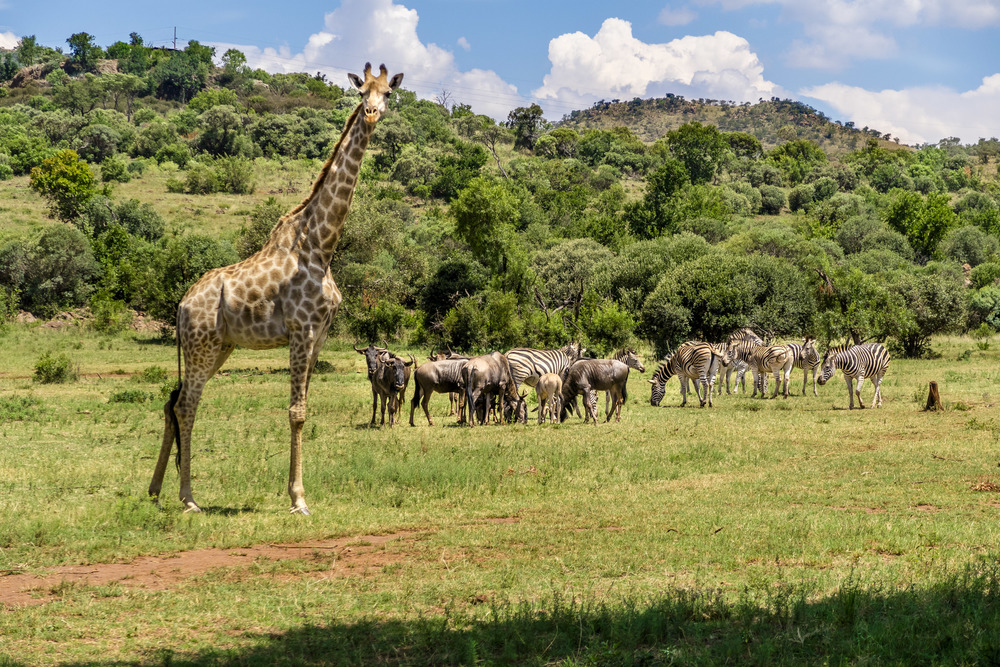 la giraffa sembra aver notato gli intrusi