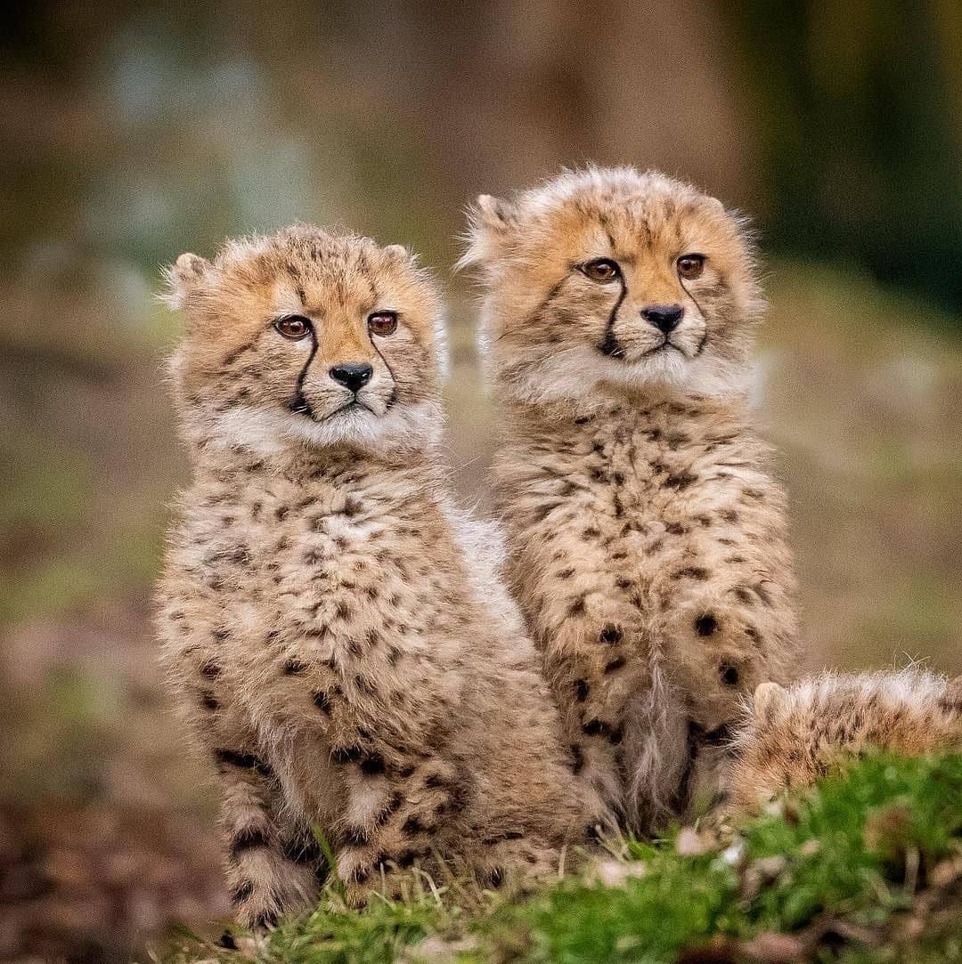 due cuccioli di ghepardo aspettano il ritorno della loro madre