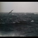 Albatro urlatore: l’uccello capace di volare ore senza battere le ali