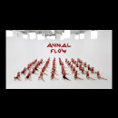 Animal Flow Day 2026 in Cina: tre livelli, Beginner, Intermediate e Advanced, in un unico video