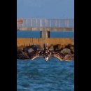 Aquila in picchiata si tuffa in mare