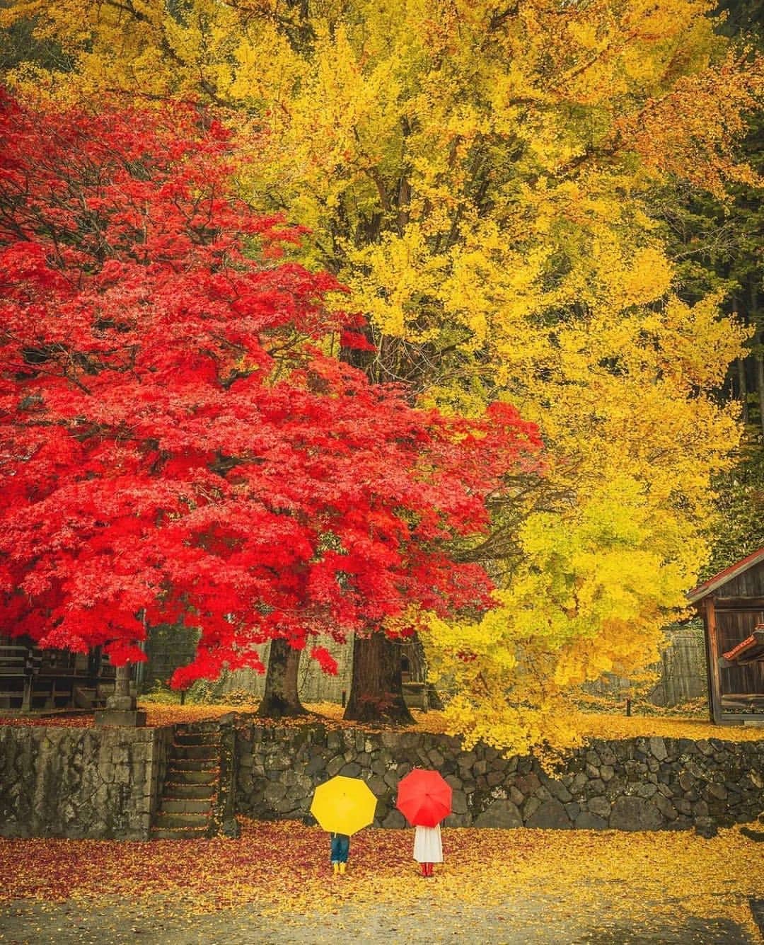 gioco di colori tra le foglie degli alberi e gli ombrelli
