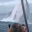 Balena salta fuori dall’acqua in slow motion
