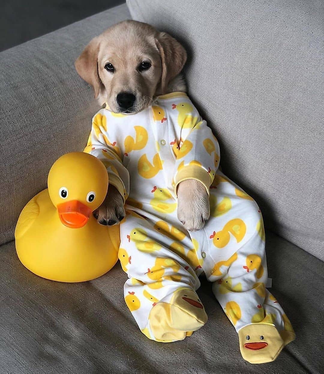 Un piccolo labrador indossa il pigiama