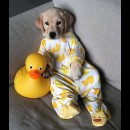 Un piccolo labrador indossa il pigiama