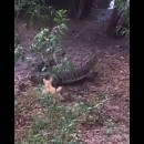 Cane mette in fuga un coccodrillo